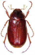 May or June Beetles